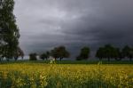 Rapfeld mit Regenwolken