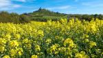 Rapsfeld mit Burg Gleiberg