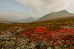 Rote Blaubeeren