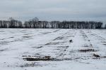 Schneezungen auf abgeernteten Feldern