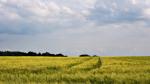 Vor dem Sommergewitter