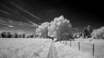 Test 14mm GM - IR