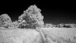 Test 14mm GM - IR