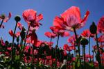 Mohn1