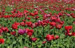 Mohn2