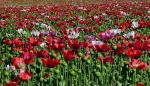 Mohn4