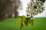 Kirschblüte am Feldrain