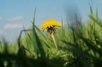 Löwenzahn im Gras