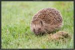 Igel 1