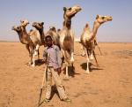 Kamelmarkt bei Omdurman