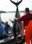 Tuna fishing Canada