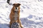 Chico im Schnee