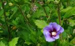 Hibiskus