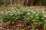 Frühling im Wald