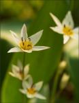 Botanische Tulpen