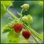 Erdbeeren