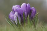 Crocus massivus subsp. azurus