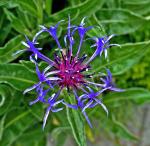 Kornblume (centaurea)