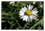 Gänseblümchen im Sonnenschein