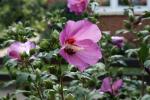 Hibiskus nach Regen