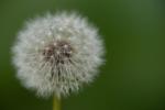 Pusteblume