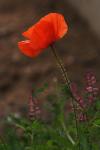 Mohn