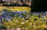 Frühlingserwachen der Krokusse