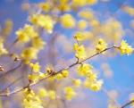 wintersweet