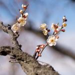 japanische Pflaume (ume)