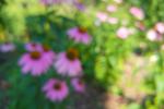 Echinacea