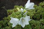 Campanula Persicifolia Grandiflora Alba