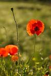 Mohn_5