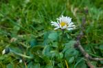 Gänseblümchen im Februar