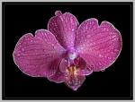 Orchidee