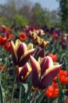 Viele Blüten in Sonne :-)