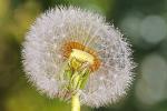 Pusteblume