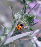 Distel mit Marienkäfer