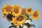 Sonnenblumen