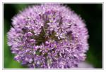 Allium2 für Christiana