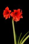 Amaryllis II