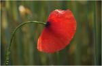 Mohn 2