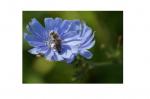 blaue Wiesenrandblume mit Honigbiene