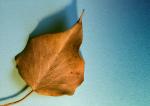 Blatt vom letzten Herbst