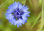 Blaue Blume