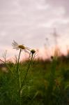 Kleine Blume Abendstimmung