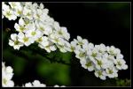 Spirea