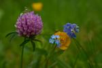 Wildblumen