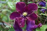 Clematis