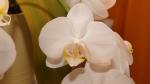 Phalaenopsis Orchidee