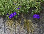 Pflanzstein mit Blumen